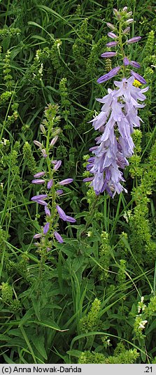 Campanula bononiensis