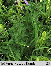 Campanula bononiensis