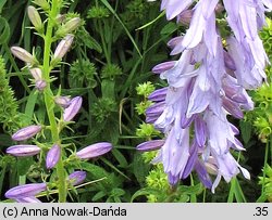 Campanula bononiensis