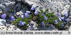 Campanula cochleariifolia