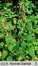 Campanula latifolia (dzwonek szerokolistny)