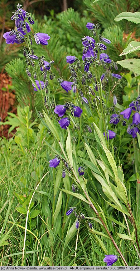 Campanula serrata (dzwonek piłkowany)