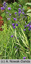 Campanula serrata (dzwonek piłkowany)