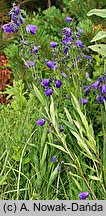 Campanula serrata (dzwonek piłkowany)