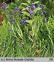 Campanula serrata (dzwonek piłkowany)