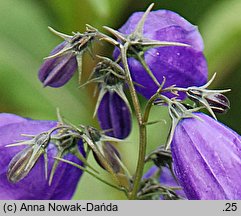 Campanula serrata (dzwonek piłkowany)