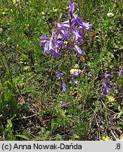 Campanula sibirica