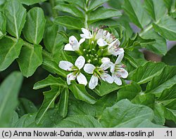 Cardamine amara ssp. opizii (rzeżucha gorzka Opiza)