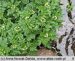 Cardamine amara ssp. opizii (rzeżucha gorzka Opiza)