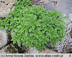 Cardamine amara ssp. opizii (rzeżucha gorzka Opiza)