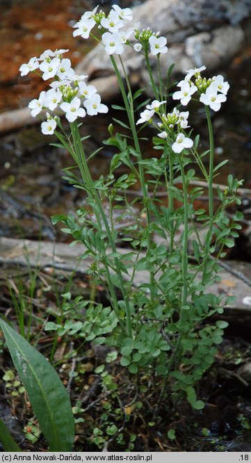 Cardamine dentata (rzeżucha bagienna)