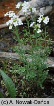 Cardamine dentata (rzeżucha bagienna)