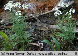 Cardamine dentata (rzeżucha bagienna)