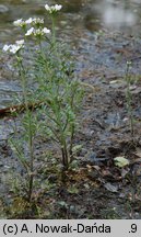 Cardamine dentata (rzeżucha bagienna)