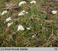 Cardamine matthioli (rzeżucha Matthiolego)