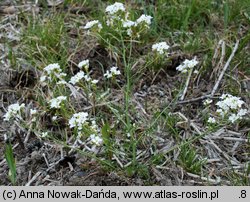 Cardamine matthioli (rzeżucha Matthiolego)