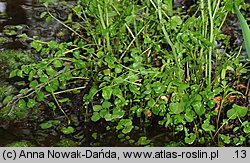 Cardamine dentata (rzeżucha bagienna)