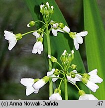 Cardamine dentata (rzeżucha bagienna)