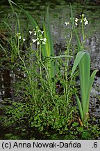 Cardamine dentata (rzeżucha bagienna)