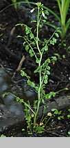 Cardamine dentata (rzeżucha bagienna)