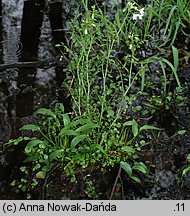 Cardamine dentata (rzeżucha bagienna)