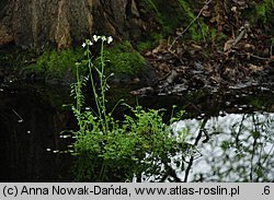 Cardamine dentata (rzeżucha bagienna)