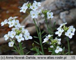 Cardamine dentata (rzeżucha bagienna)