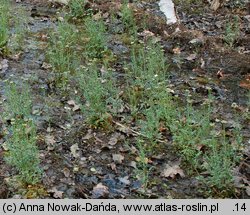 Cardamine dentata (rzeżucha bagienna)