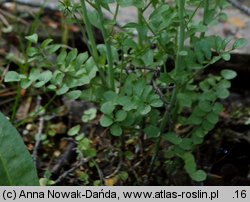 Cardamine dentata (rzeżucha bagienna)