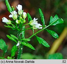 Cardamine flexuosa (rzeżucha leśna)