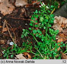 Cardamine flexuosa (rzeżucha leśna)