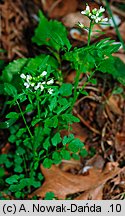 Cardamine flexuosa (rzeżucha leśna)