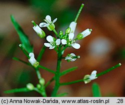 Cardamine flexuosa (rzeżucha leśna)