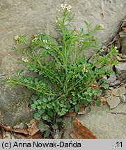 Cardamine flexuosa (rzeżucha leśna)