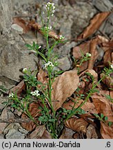 Cardamine flexuosa (rzeżucha leśna)