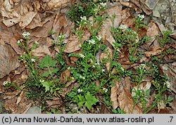 Cardamine flexuosa (rzeżucha leśna)