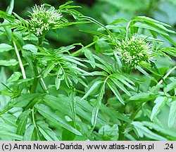 Cardamine impatiens (rzeżucha niecierpkowa)