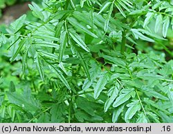 Cardamine impatiens (rzeżucha niecierpkowa)