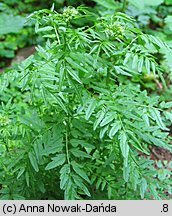 Cardamine impatiens (rzeżucha niecierpkowa)