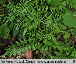 Cardamine impatiens (rzeżucha niecierpkowa)