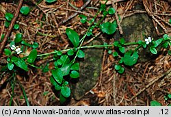 Arabidopsis halleri ssp. tatrica (rzodkiewnik Hallera tatrzański)