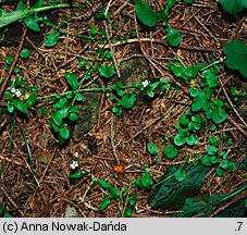 Arabidopsis halleri ssp. tatrica (rzodkiewnik Hallera tatrzański)