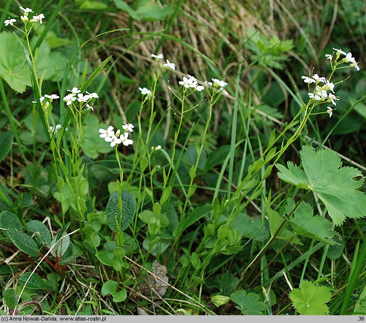 Arabidopsis halleri ssp. tatrica (rzodkiewnik Hallera tatrzański)