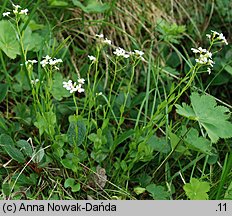 Arabidopsis halleri ssp. tatrica (rzodkiewnik Hallera tatrzański)