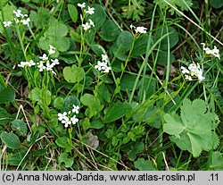 Arabidopsis halleri ssp. tatrica (rzodkiewnik Hallera tatrzański)