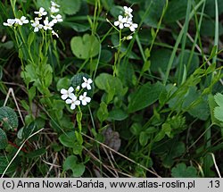 Arabidopsis halleri ssp. tatrica (rzodkiewnik Hallera tatrzański)