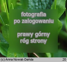 Arabidopsis halleri ssp. tatrica (rzodkiewnik Hallera tatrzański)