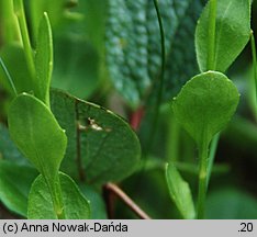 Arabidopsis halleri ssp. tatrica (rzodkiewnik Hallera tatrzański)