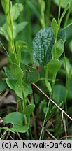 Arabidopsis halleri ssp. tatrica (rzodkiewnik Hallera tatrzański)