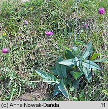 Carduus glaucus (oset siny)